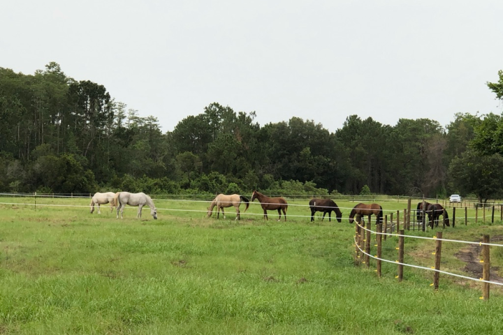 a herd of cattle standing on top of a lush green field