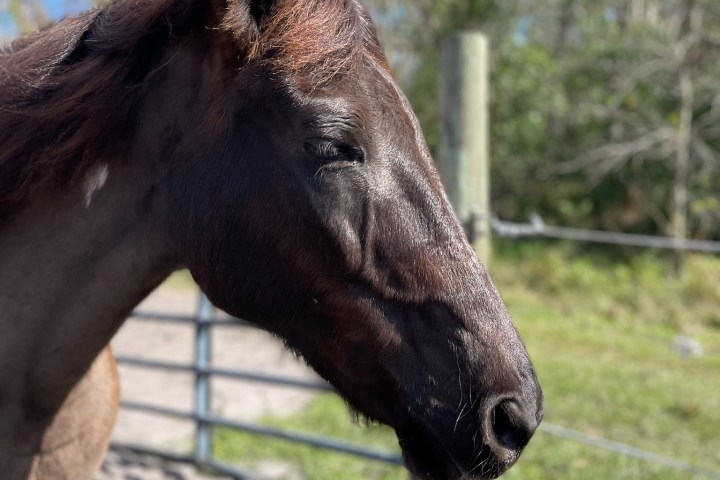 a brown horse standing next to a fence