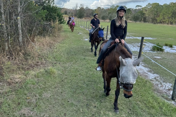 a person riding a horse in a field