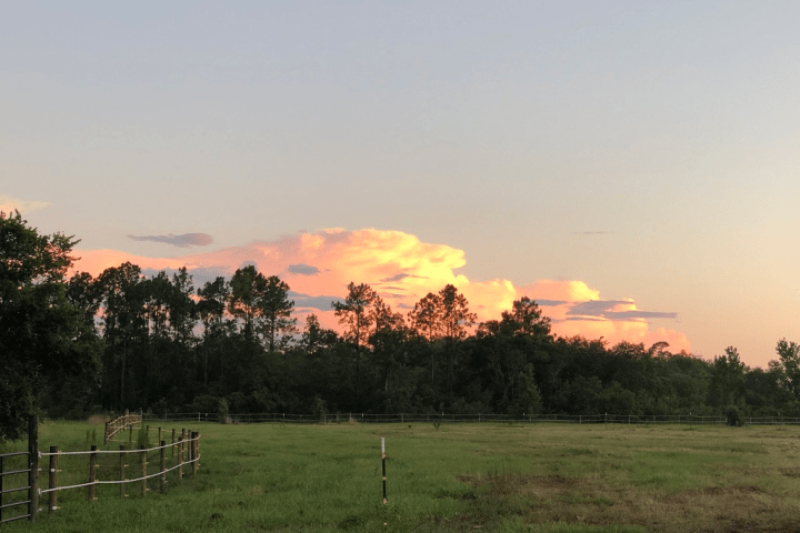 a large green field with trees in the background