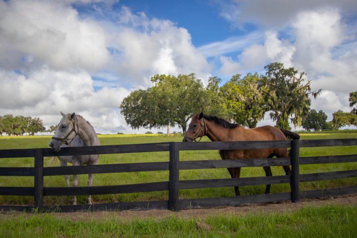 a wooden bench sitting on top of a lush green field