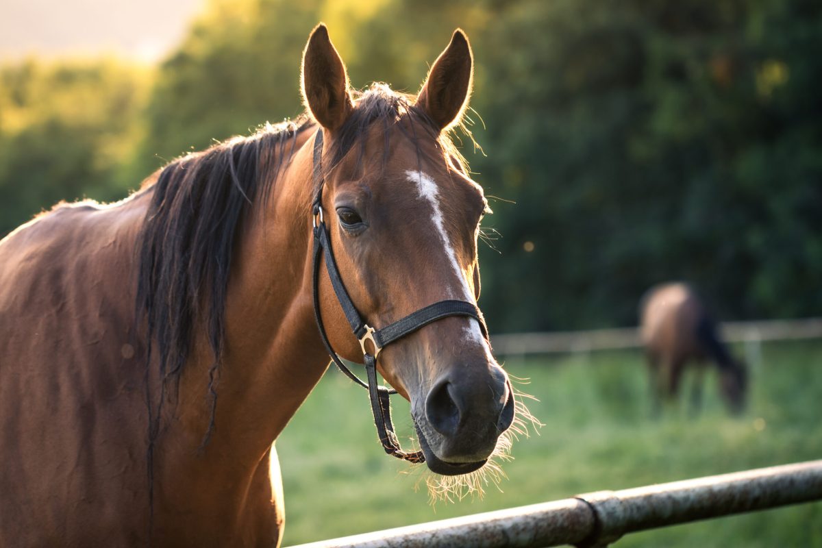Thoroughbred horse mare on pasture. Farm animal a brown horse standing next to a wire fence