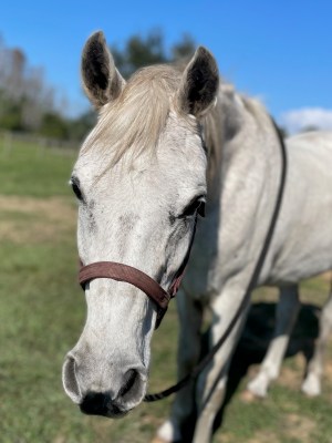 a close up of a horse that is looking at the camera
