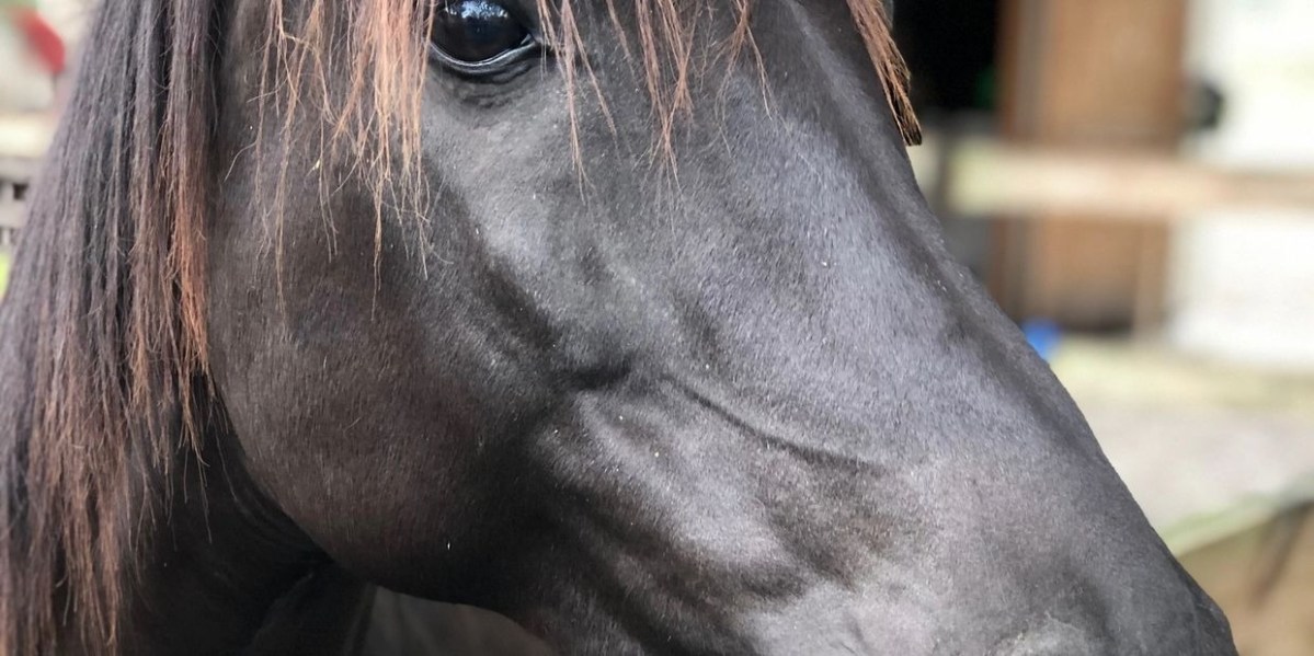crw1240,h620 a close up of a horse that is looking at the camera