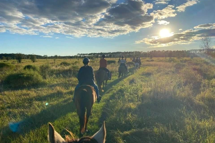 horses walking on a grassy hill