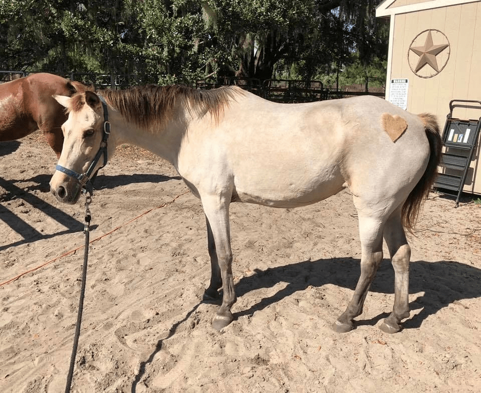 rsw1280 a brown horse standing in the dirt