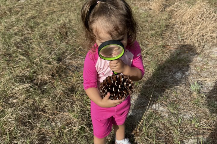 Child in pink examines a pinecone with a magnifying glass on grassy ground.