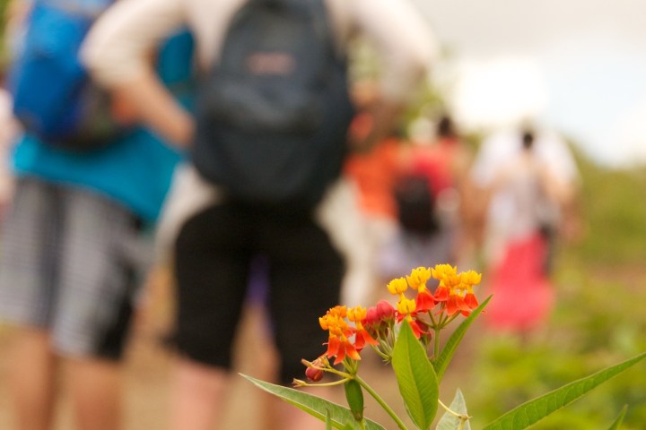 Bright orange flowers in focus with blurred people hiking in the background.